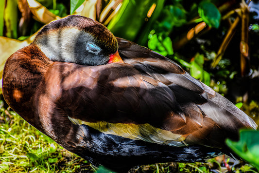 Dozing Duck