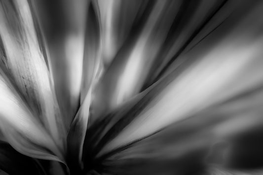 Dreamscape in B&W