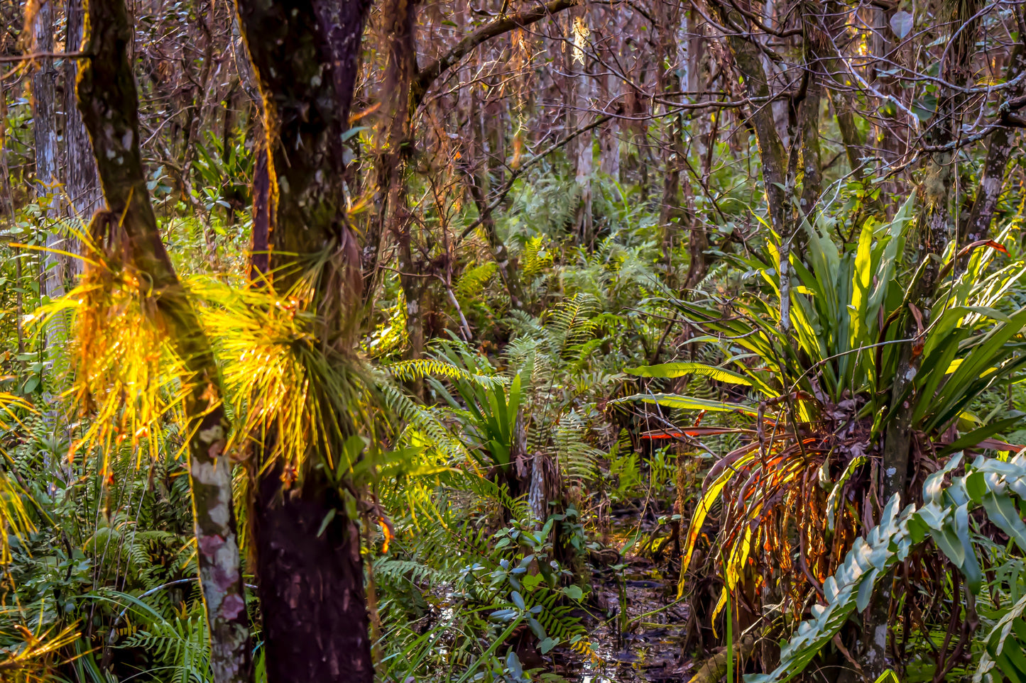 Loxahatchee - Enchanted Forest