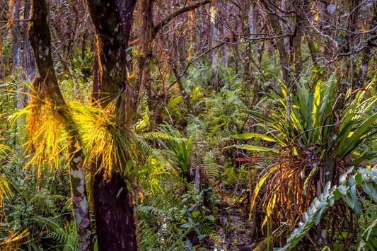 Loxahatchee - Enchanted Forest
