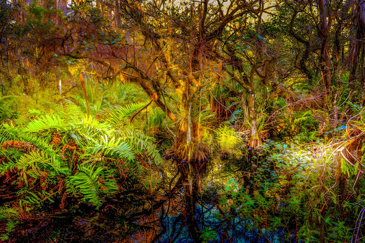 Loxahatchee Suite - Enchanted Forest 1