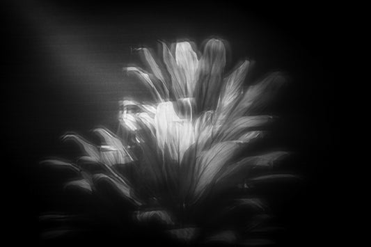 Finding the Light in B&W
