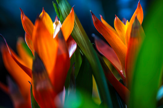 Flames of Johnny Mangos