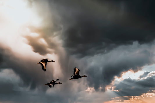 Flight of the Demigods