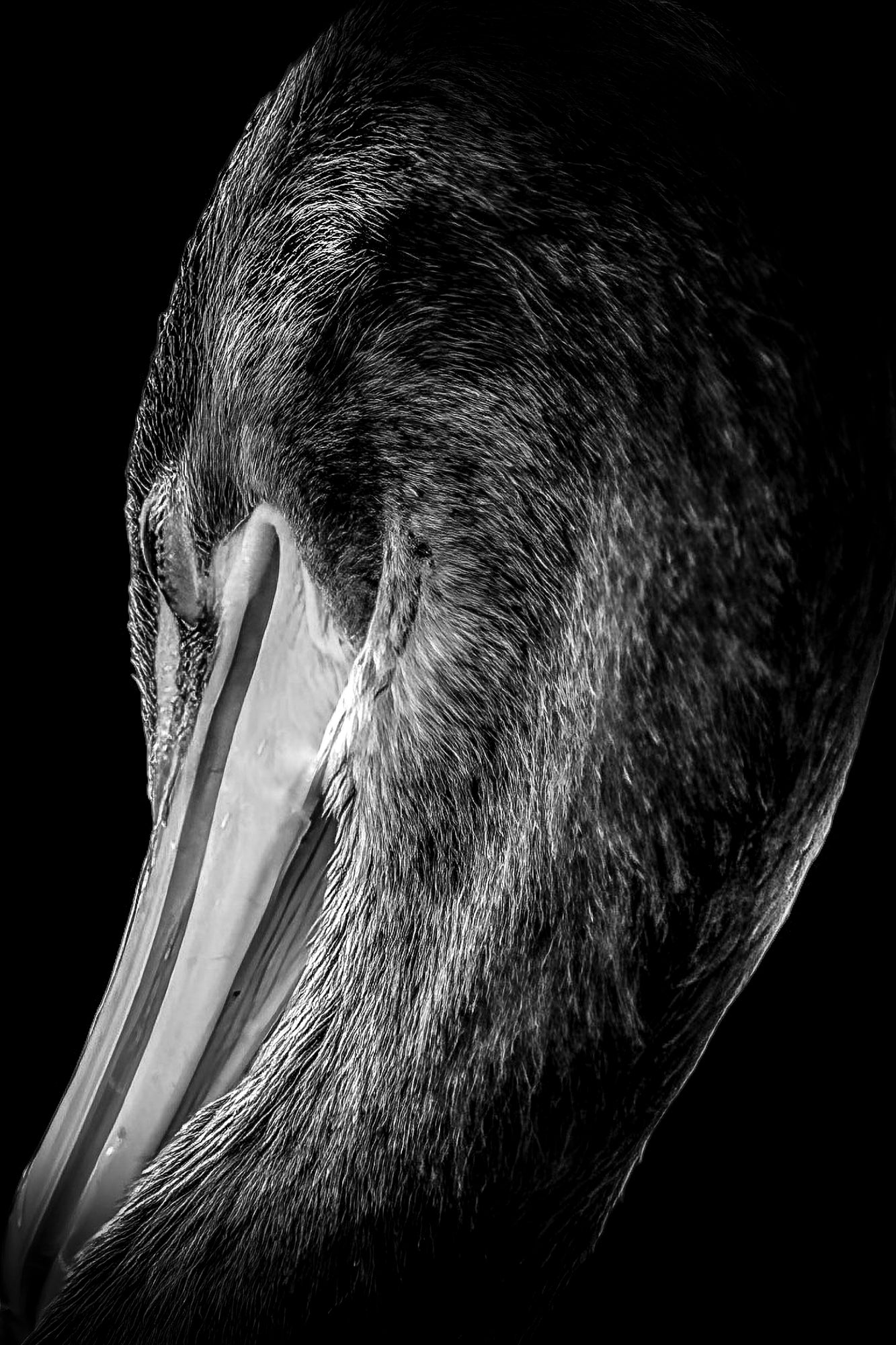 Demure 2 in B&W