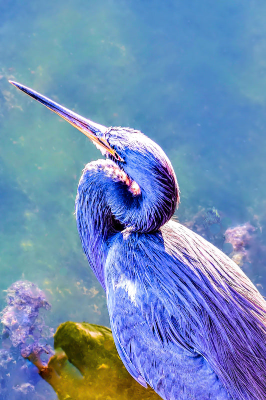 Great Blue Heron Top-Down
