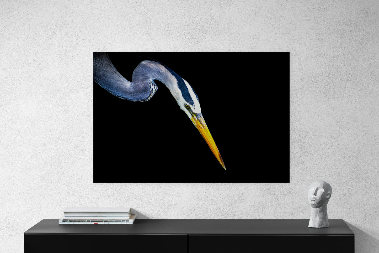 Great Blue on Black
