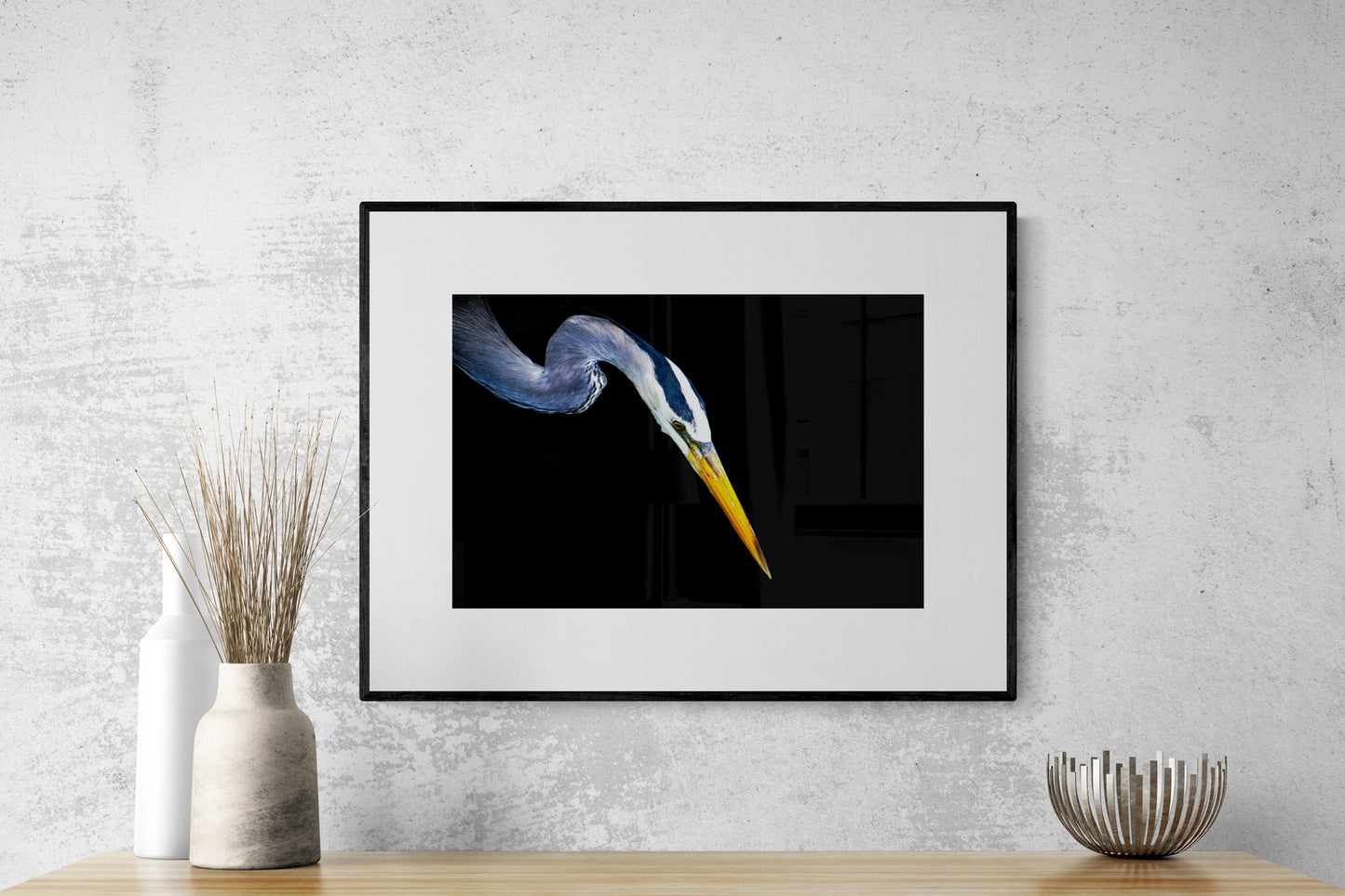 Great Blue on Black