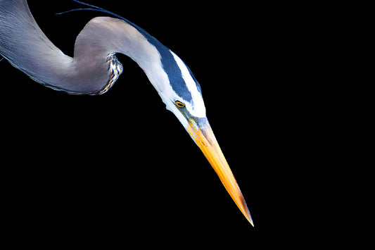 Great Blue on Black