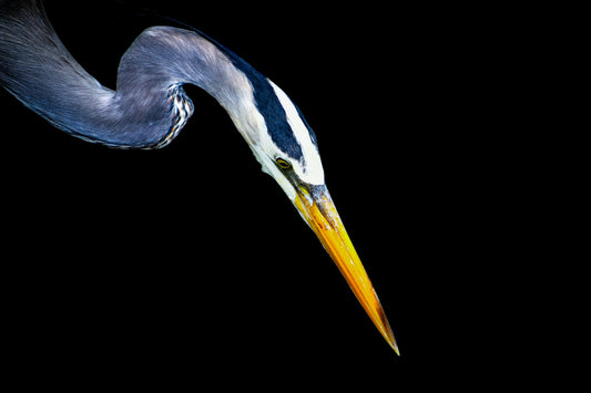 Great Blue on Black
