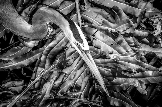 Great Blue on the Hunt in B&W