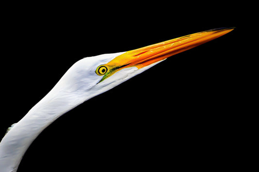 Really Great Egret on Black