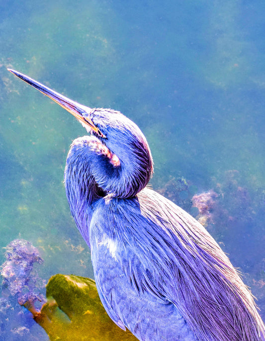 Great Blue Heron Top-Down View