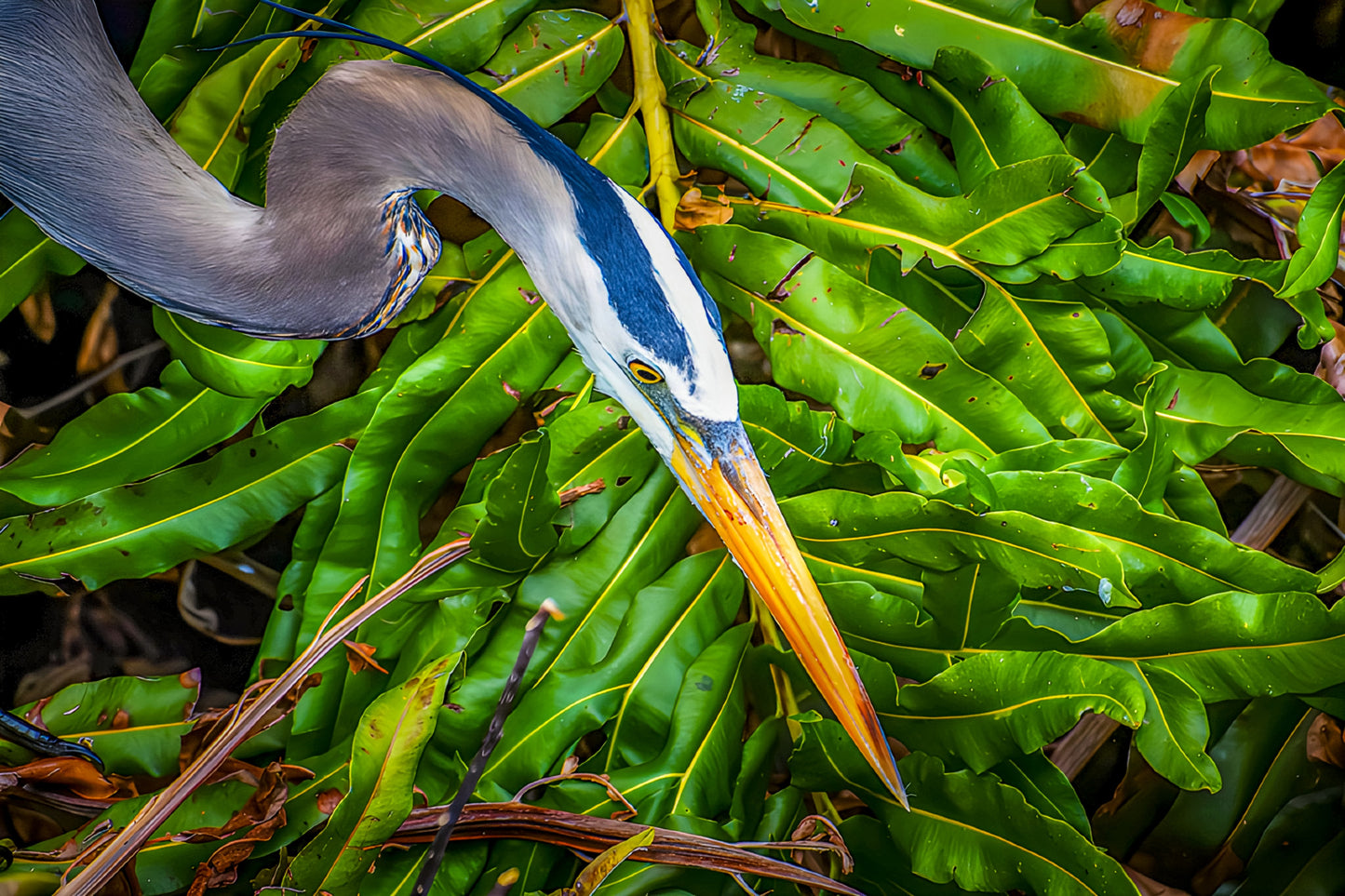 Great Blue on the Hunt