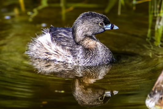 Grebe Chick
