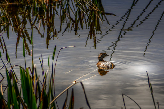 Grebe in the Cay at Dusk
