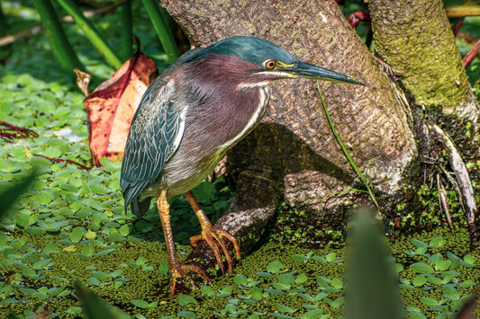 Green Heron in the Cay