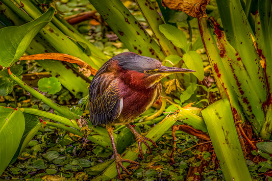 Green Heron Sunset Formal