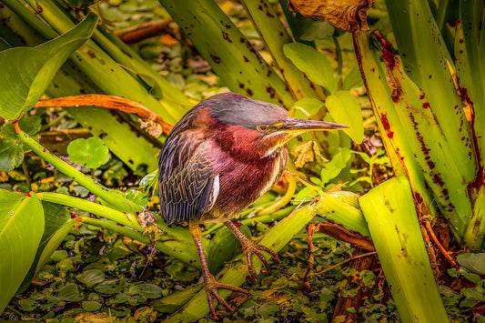 Green Heron Sunset Formal