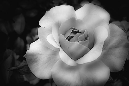 Halifax Rose in B&W