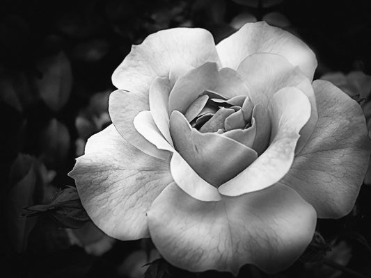 Halifax Rose in B&W