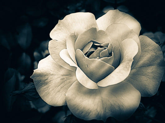 Halifax Rose Vintage