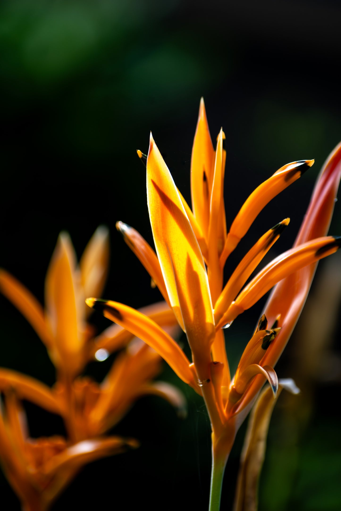 Heliconia Nation