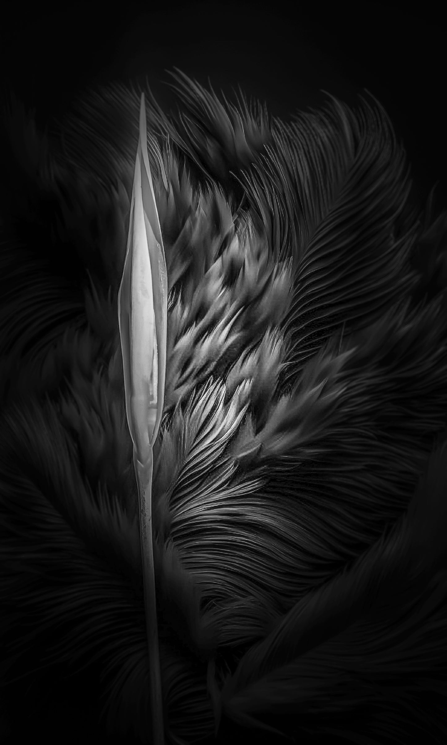 Heliconia Spire on Black in B&W