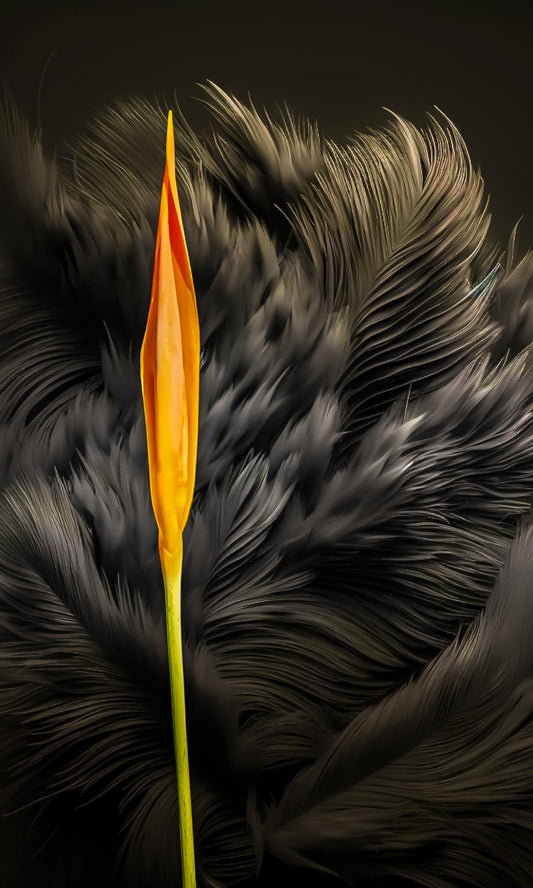 Heliconia Spire on Black