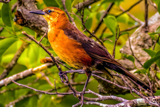 Lady Grackle at Sunset