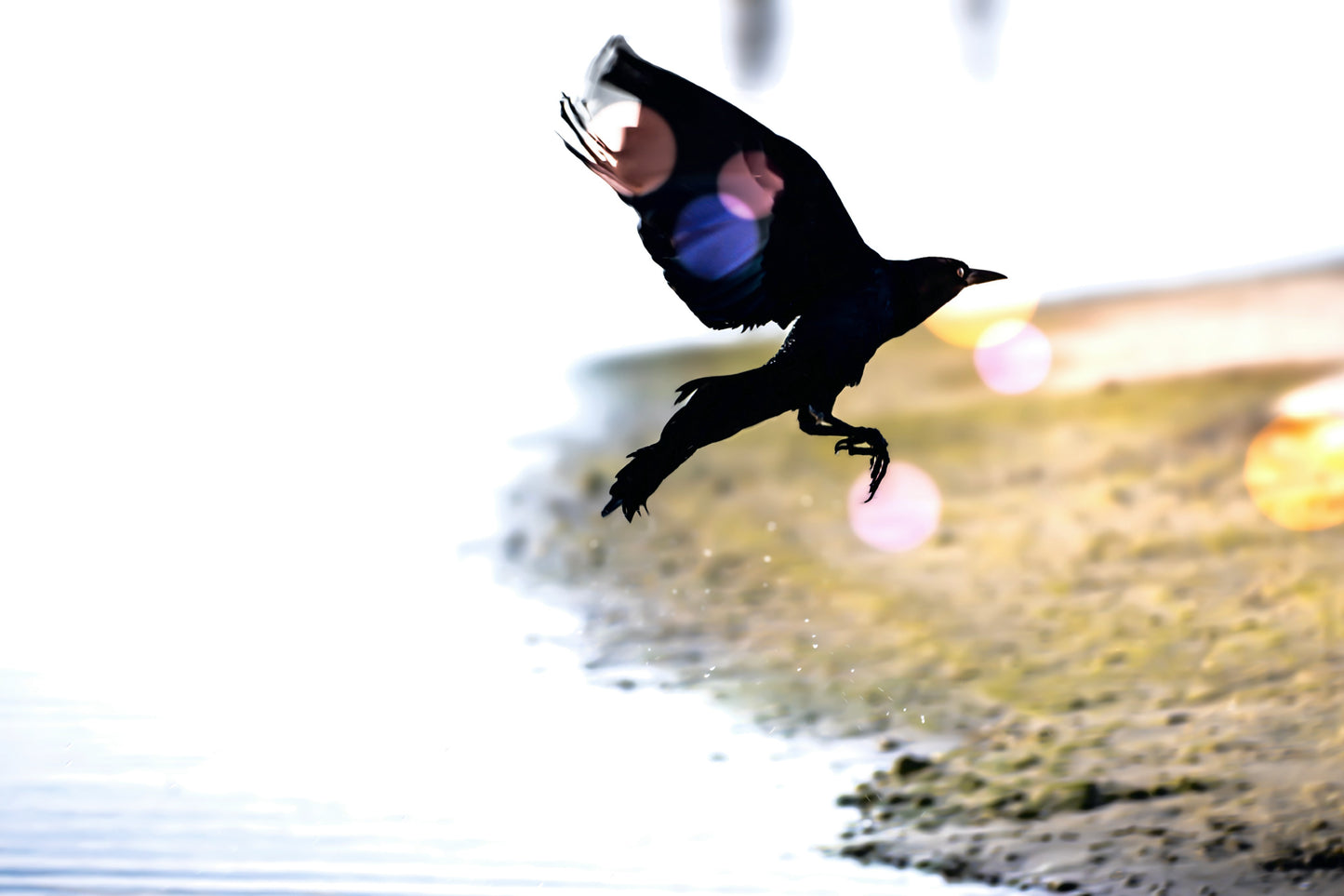 Lifting Off the Loxahatchee