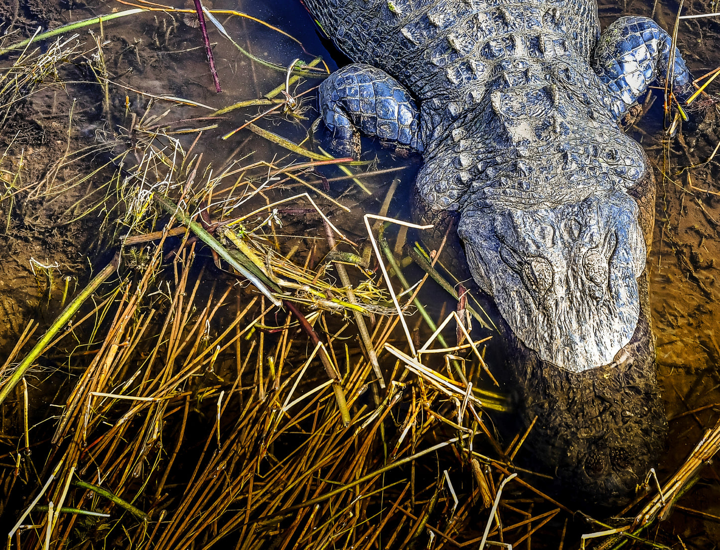 Loxahatchee Suite - Denizen