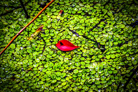 Loxahatchee Jewels