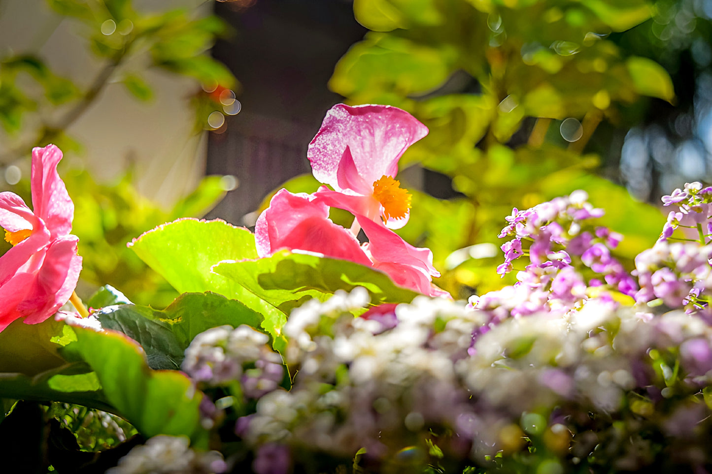 Morning in the Planter