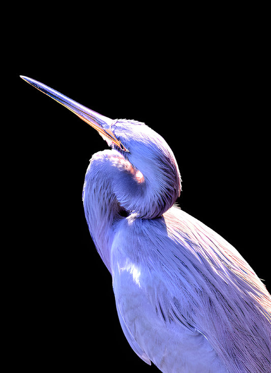 Not Good But Great Blue on Black