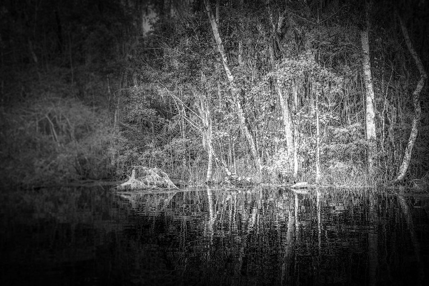 Ocala - Silver Springs Reflections 2 in B&W