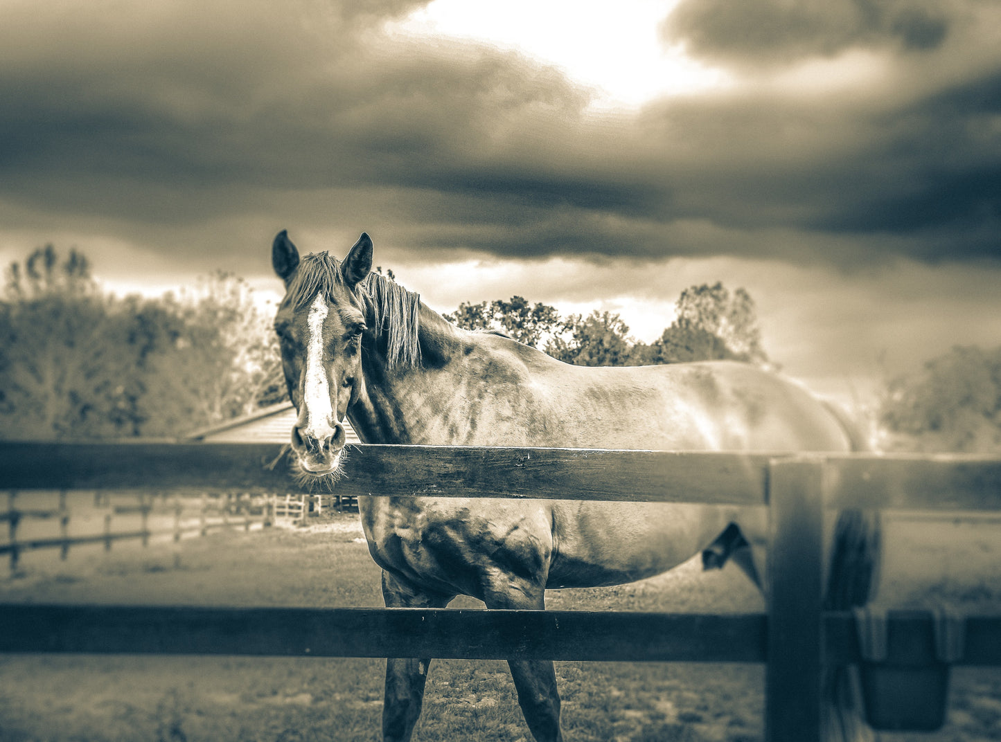 Ocala - Stallion Pose Vintage