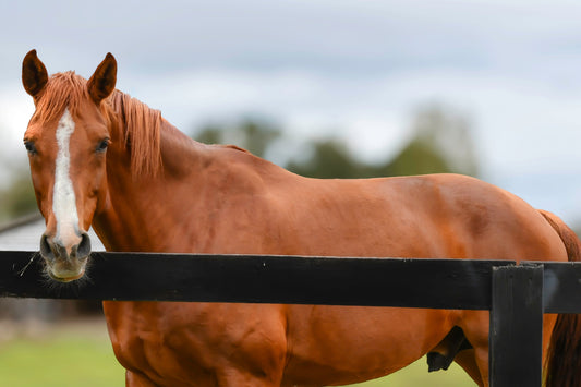 Ocala - The Stallion