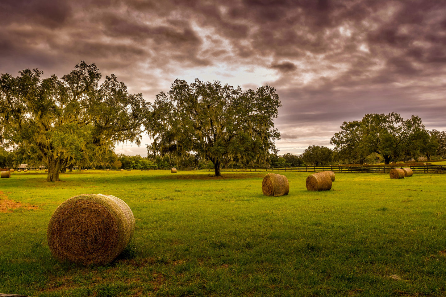 Ocala - Dusk Pasture OPEN EDITION