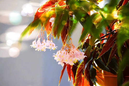 On the Wings of Angels