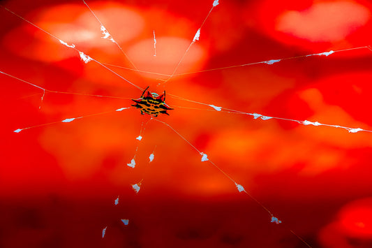 Orb Weaver