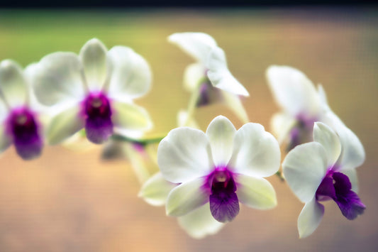 Orchid Ensemble