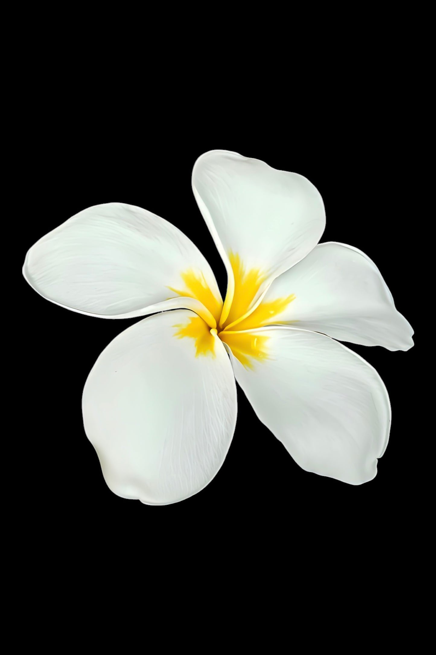 Plumeria on Black