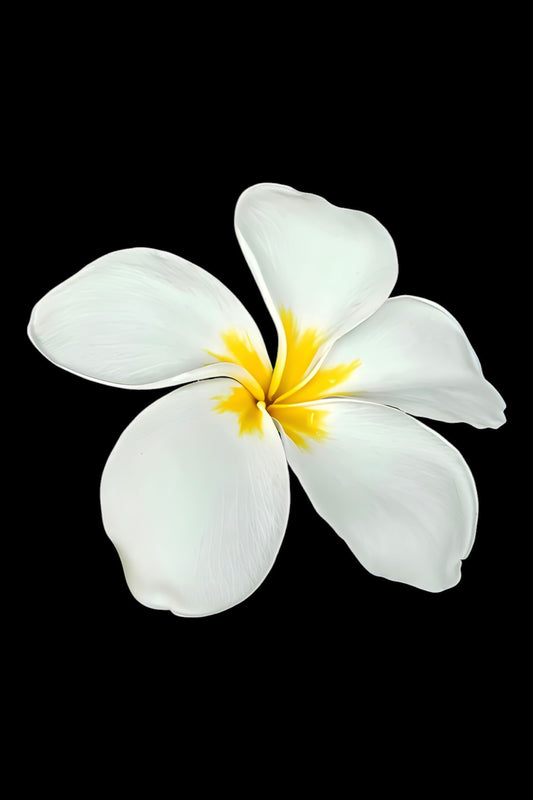 Plumeria on Black