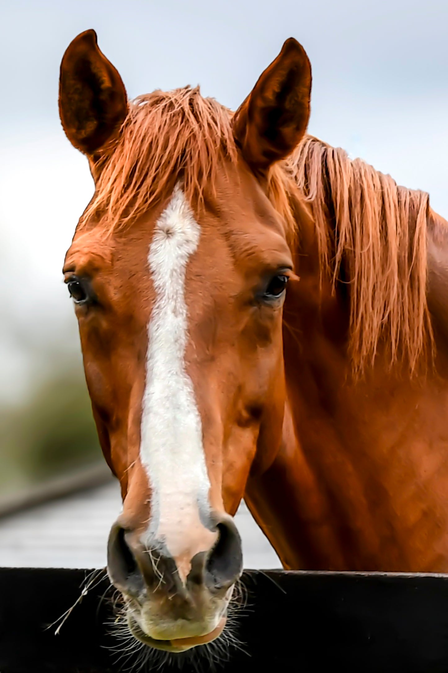 Portrait of Ocala Royalty