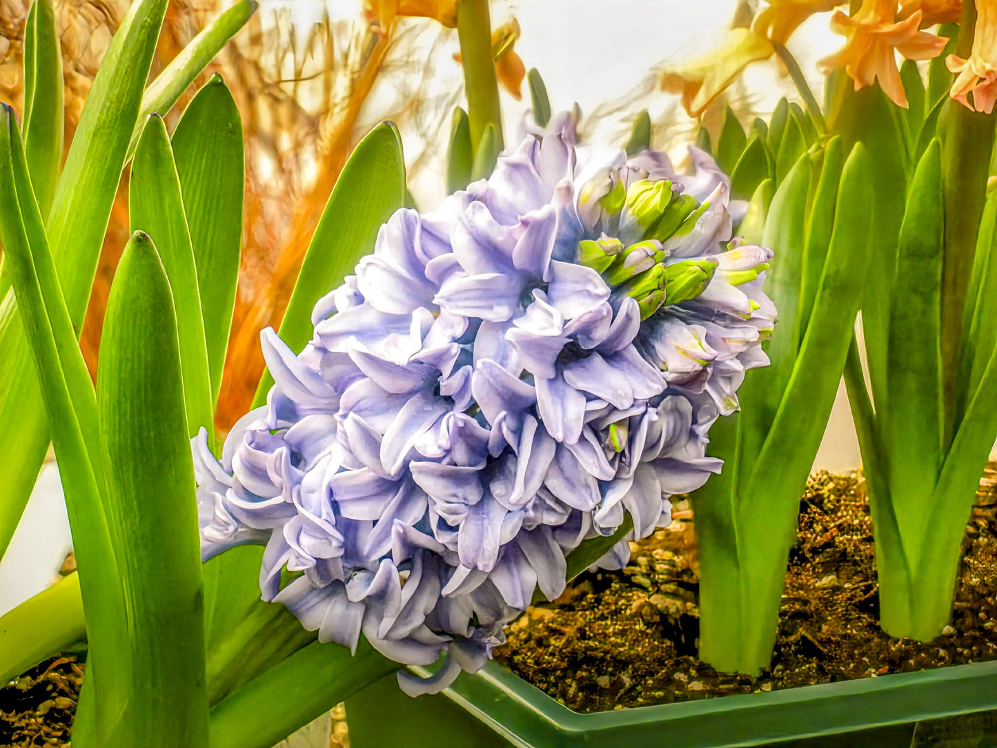 Purple Hyacinth