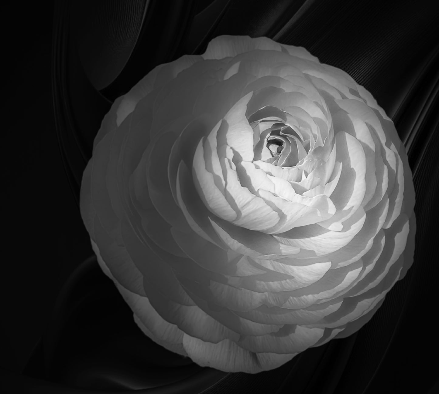 Ranunculus on Black in B&W