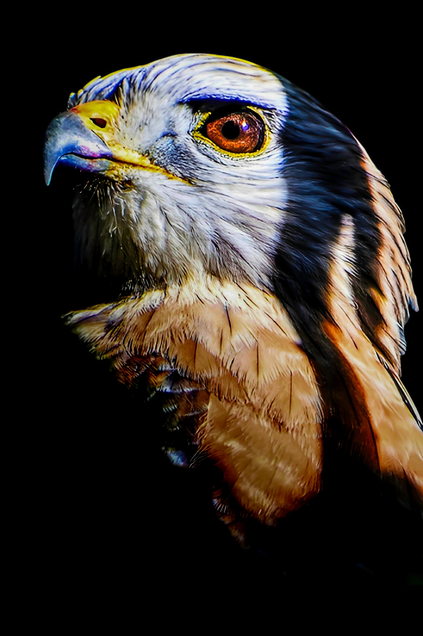 Raptor on Black