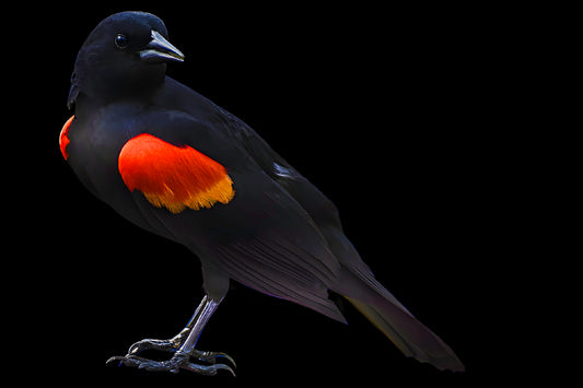 Redwinged Blackbird on Black
