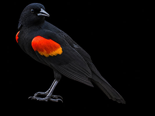 Redwinged Blackbird on Black